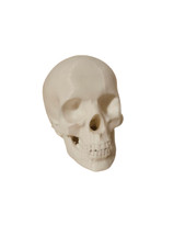 Human Skull Model Plastic 9cm