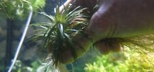 Syngonanthus  Vichada  Rare Plants Acquarium Large Plant 10x5cm