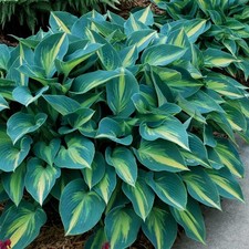 HOSTA JUNE PLANTAIN LILY SHADE