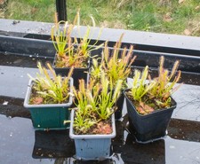 Live Plants Drosera Mixed