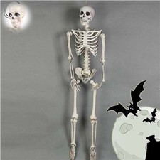 40CM Skeleton Model Flexible