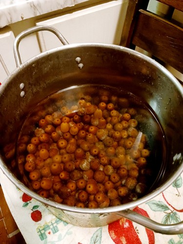 Fresh shumard oak acorns - 12,