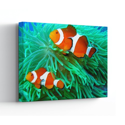 Koi fish canvas - koi,