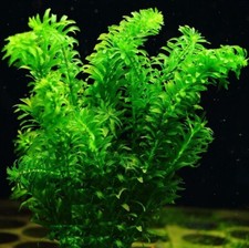 Elodea Densa Oxygenating Pond