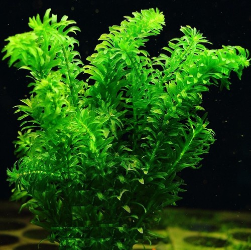 Elodea densa oxygenating pond - densa,