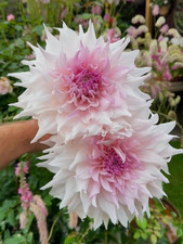 Shiloh Noelle Dinnerplate