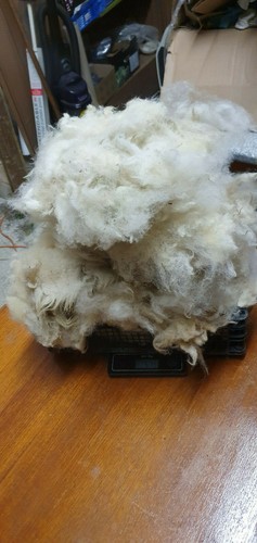 500 staple raw sheep - staple,