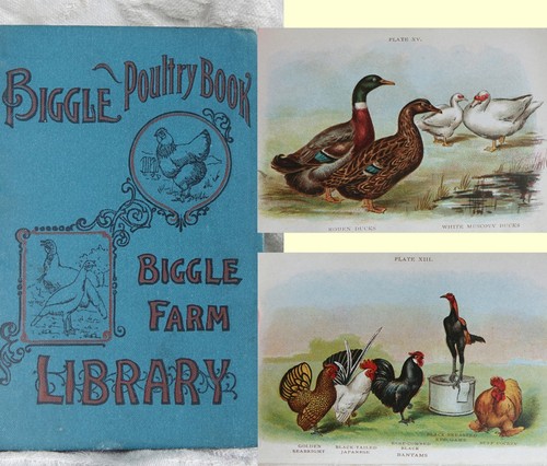 1917 biggle poultry book 3 - biggle,