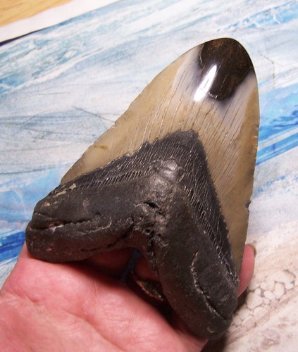 Megalodon shark tooth 8 - megalodon,