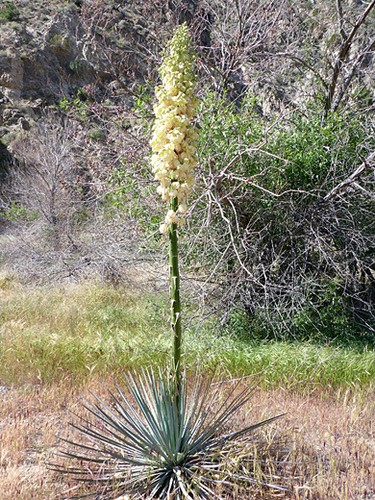 Chaparral yucca hesperoyucca - chaparral,