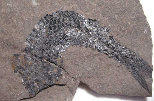 Jurassic fish fossil hulettia - jurassic,