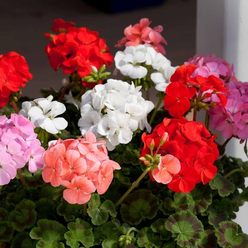 Geranium bedding plants pack - bedding, 6