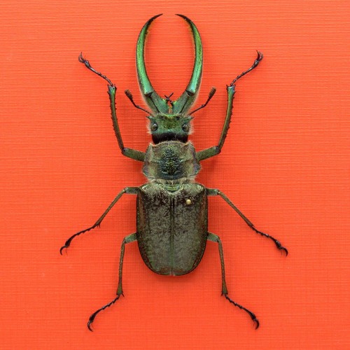 Real mounted stag beetle - beetle,
