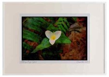 Wild Flowers Plants 013127