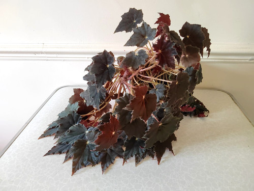 Black fang begonia - fang, or