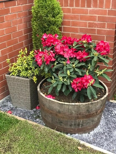 Garden planter half barrel - garden,