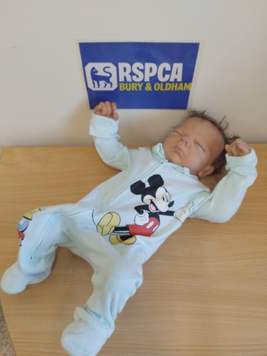 Ashton drake reborn baby doll - reborn,