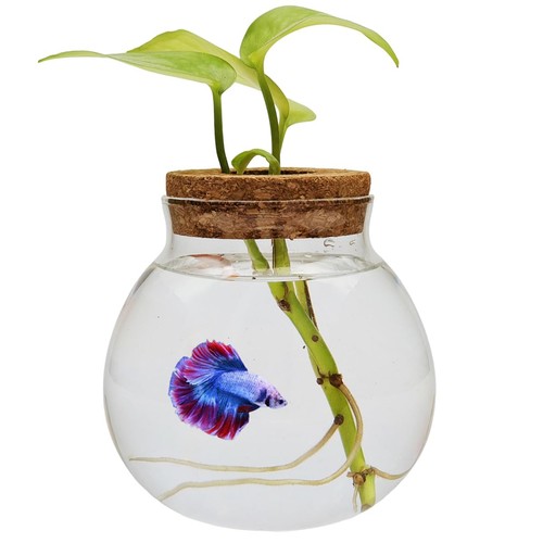 Small betta fish - small,