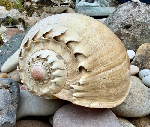 Large antique 20cm - large,,