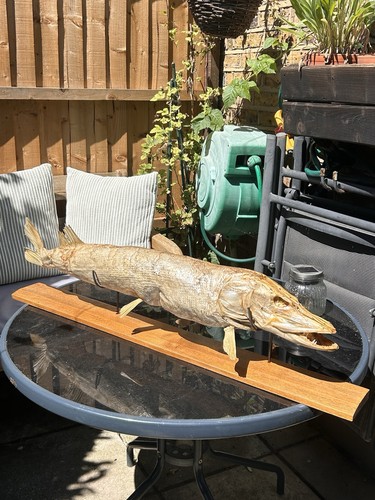 Taxidermy pike mounted display - taxidermy,