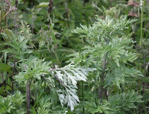 Mugwort artemisia vulgaris - -artemisia,
