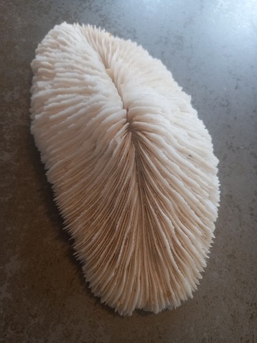 Rare large vintage piece - large,