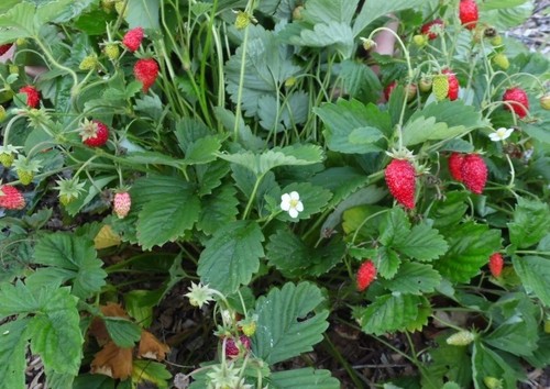 Wild strawberry plant - strawberry, plant-