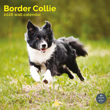 Border Collie Calendar 2026