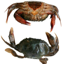 Foreign Peeler Crab (Softshell