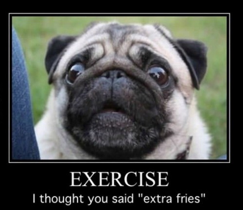 Funny pug dog - , refrigerator