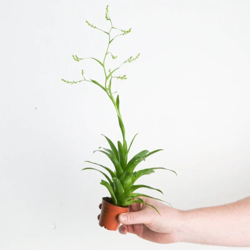 Catopsis bromeliad house - bromeliad,