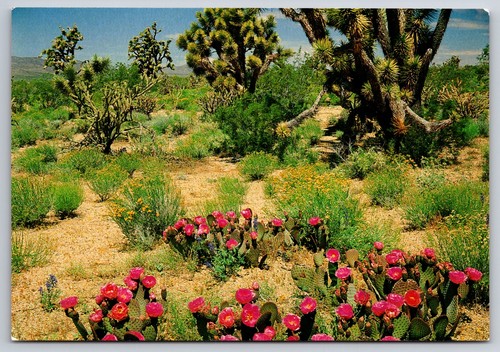 Postcard springtime the - springtime,