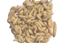 Livefood UK 250 Live Wax Worms