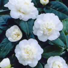Camellia 'Nobilissima' 9cm Plant x 2. White flowers. Evergreen shrub for hedge