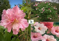 Cotton Rose seeds  | Hibiscus