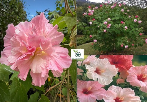 Cotton rose seeds hibiscus - cotton, |