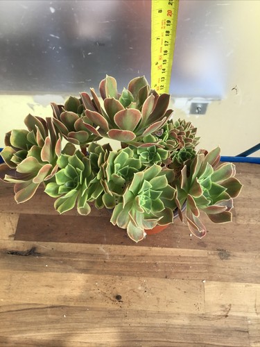 Aeonium green lemon crested - green,
