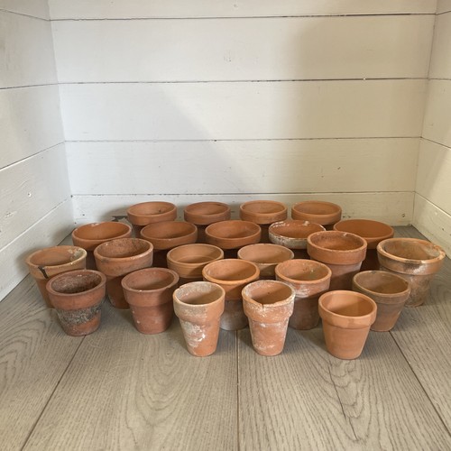 Vintage seedlings - 23,