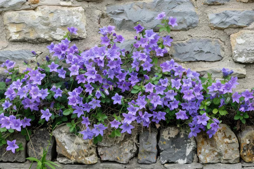 Campanula blue drought - 3x,