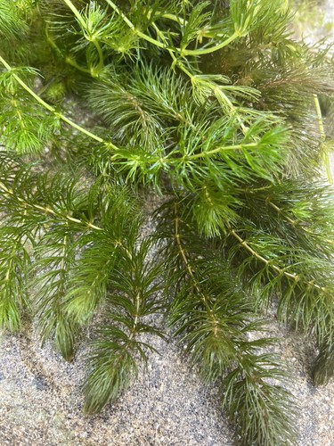 150g hornwort pond - , weed