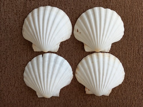 Inch clam shells new - inch,