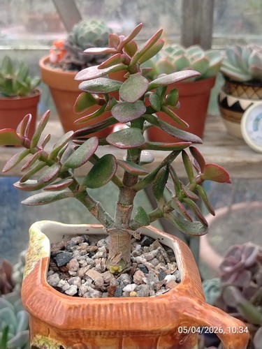 One pot crassula ovata - ovata, gold