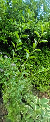 Goji berry 6ft plants - berry,