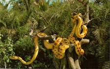 Walt Disney World Orlando FL Giant Python Jungle Cruise Vintage Postcard