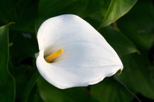 White Zantedeschia -