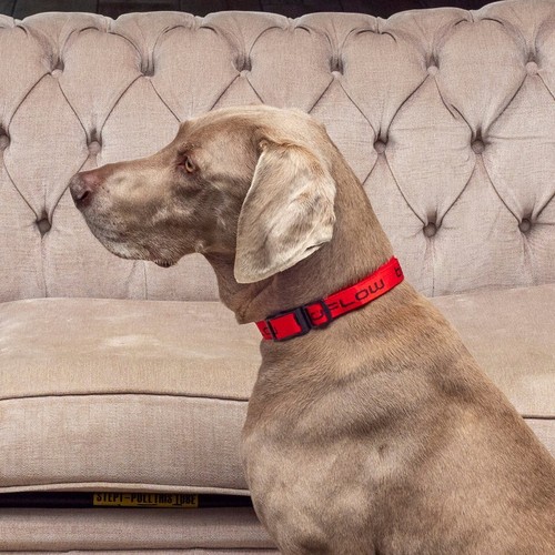 Bioflow magnetic dog collar - bioflow,