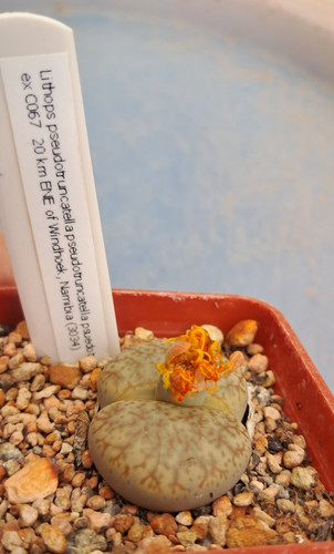 Lithops pseudotruncatella - , ex