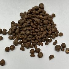 Greenleaf Manzanita Bonsai