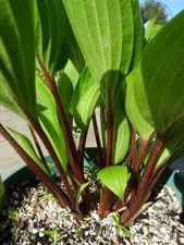 Hosta Purple Heart x 1 litre pot