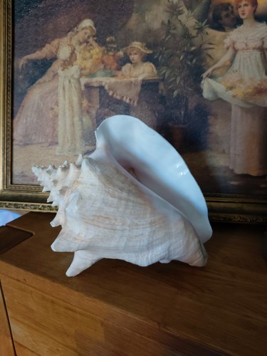 Large conch real shell - large,